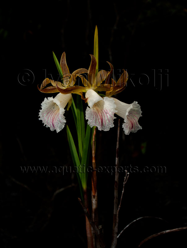 flor nacional de venezuela